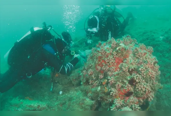Mergulhadores profissionais passaram por treinamento para atuar na remoção das colônias do coral invasor
