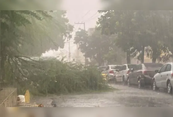 Árvore de grande porte foi derrubada com a força do vento e da chuva nas imediações do viaduto