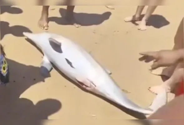 Animal era um macho juvenil, com 1,63 metro de comprimento