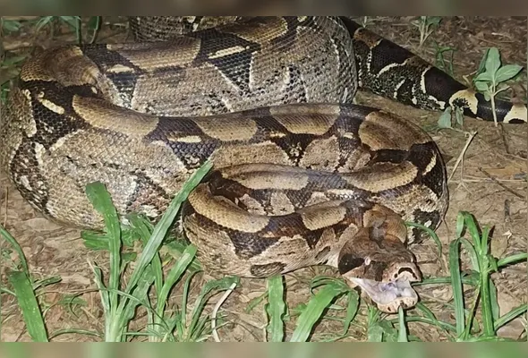 Jiboia é resgatada às margens de córrego em Alegre