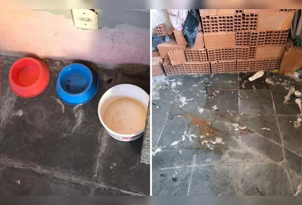 Animal vivia em ambiente insalubre sem alimentação e hidratação adequada