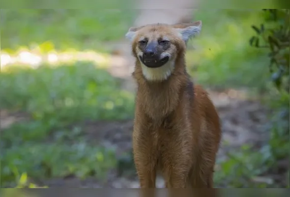 O que mais encantou nas redes sociais foram as expressões captadas pelas lentes