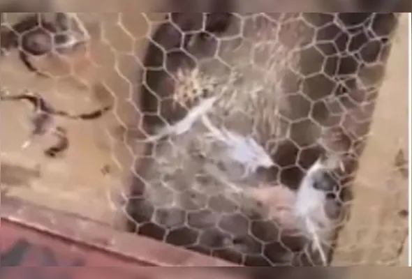 Lontra ficou presa dentro da estrutura onde ficavam as galinhas
