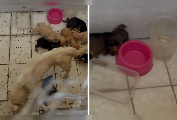 Suspeita foi presa por maus-tratos, com agravante para pena mais severa em crimes contras cães e gatos