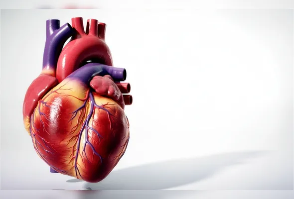 Imagem ilustrativa da imagem O mapa elétrico do coração