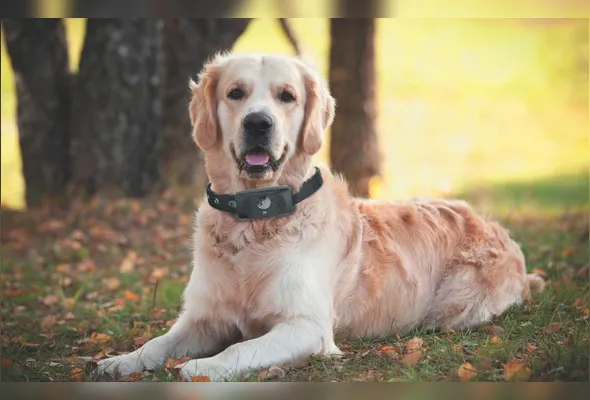 Coleiras para cães já têm GPS, câmera e até medidor de batimentos cardíacos, e devem evoluir mais com IAs