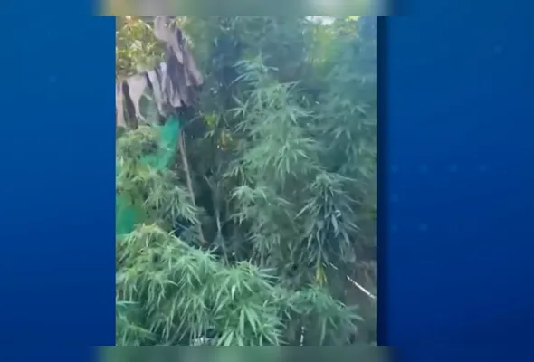 Plantação de maconha apreendida dentro de casa em Aracruz