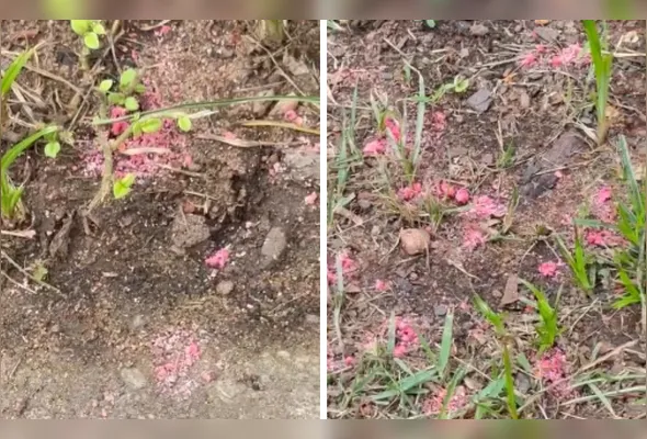 Veneno foi recolhido na Mata da Praia pela Polícia Científica para ser analisado após denúncia de moradores