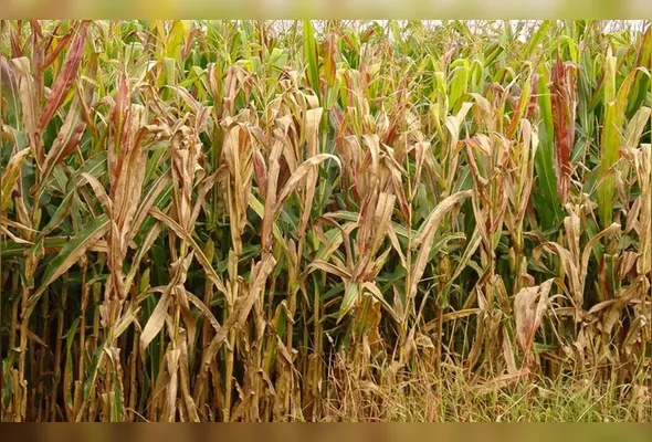 Imagem ilustrativa da imagem Praga do milho provoca prejuízo de R$ 33,6 bilhões por ano