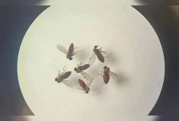 Entre 1960 e 2025 a doença já infectou 9,4 milhões de pessoas na América Latina e no Caribe