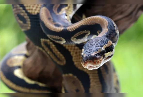 Cobra Píton: longos jejuns