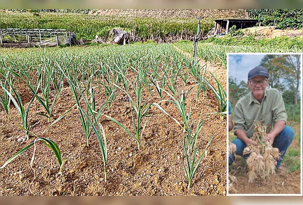 Imagem ilustrativa da imagem Tecnologias aumentam a produção de alho no Espírito Santo