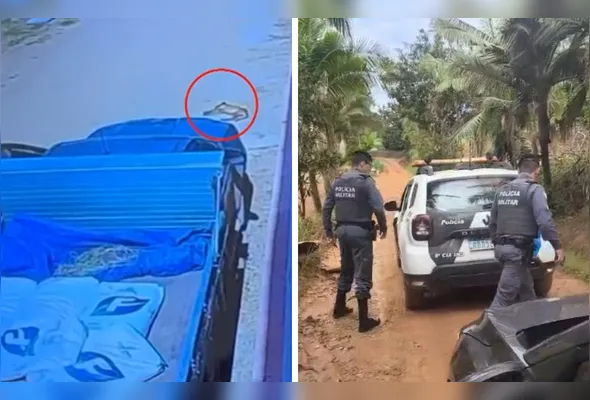 Nas imagens, uma caminhonete aparece atingindo o animal em via pública