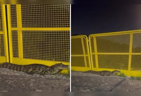 Jacaré foi flagrado por um morador que passava pela região