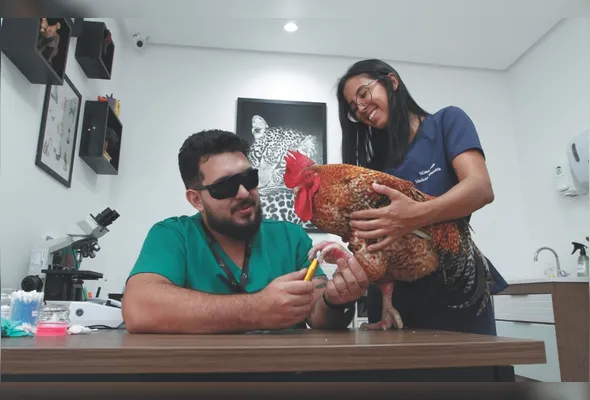 O veterinário Gabriel Breder realizando o tratamento para a pododermatite do galo Júlio, auxiliado pela estagiária Milena Jordão