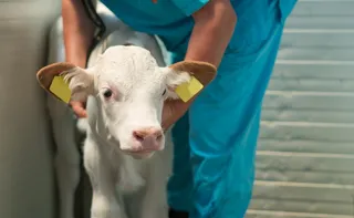 Imagem ilustrativa da imagem Brasil bane antibióticos para engorda animal que podem gerar resistência bacteriana