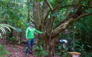 Imagem ilustrativa da imagem Crédito de carbono: agricultores vão receber para proteger a natureza