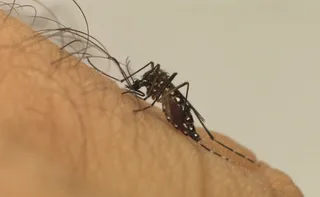 Imagem ilustrativa da imagem El Niño pode elevar casos de dengue no Brasil, com pior cenário no Sul e no Sudeste
