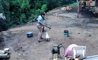 Imagem ilustrativa da imagem Mulher é investigada por matar cachorro com picareta no RS