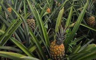 Imagem ilustrativa da imagem Ouro doce de Pombos: a realeza do abacaxi que conquista o mundo