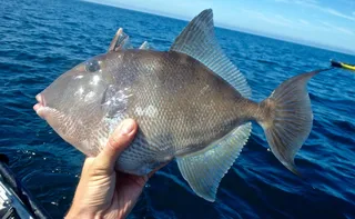 Imagem ilustrativa da imagem Portaria do governo federal inclui peroá e badejo em lista de risco no ES. Entenda