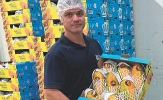 Imagem ilustrativa da imagem Produção de frutas cresce 871%, com perspectiva de melhor qualidade e quantidade
