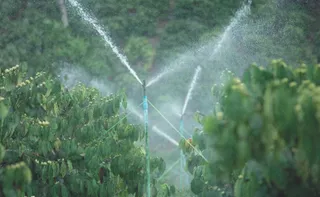 Imagem ilustrativa da imagem “Sensor de estresse” identifica falta de água na irrigação do café