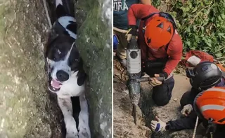 Imagem ilustrativa da imagem VÍDEO | Cadela é resgatada pelos Bombeiros após cair em fenda de rocha no ES