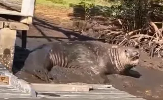 Imagem ilustrativa da imagem VÍDEO | Elefante-marinho é flagrado às margens de rio em Aracruz