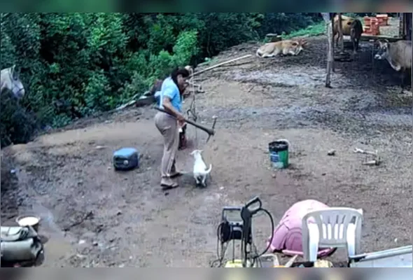 Imagem ilustrativa da imagem Mulher é investigada por matar cachorro com picareta no RS