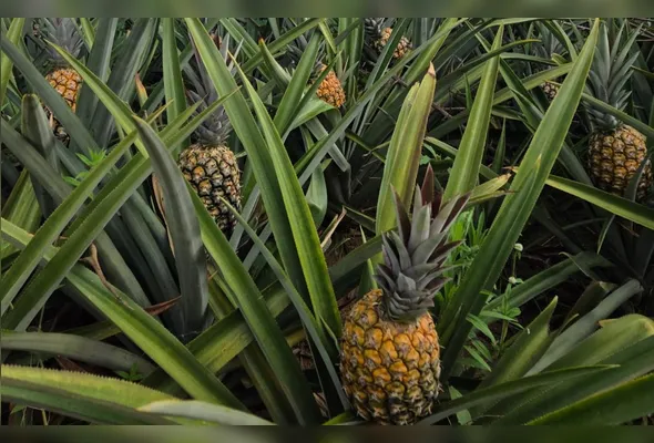 A soberania de Pombos no campo é um fenômeno de resistência e doçura