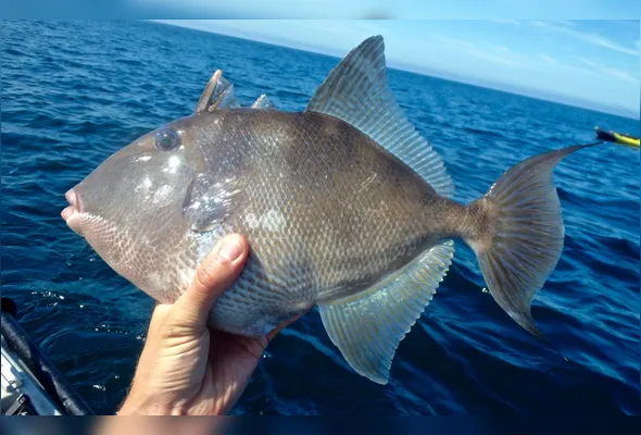 Peroá é um dos peixes mais apreciados na gastronomia capixaba e está na portaria do governo federal