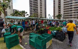 Imagem ilustrativa da imagem Agricultura familiar: Feira de Setúbal lança campanha de produtos orgânicos