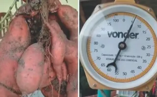 Imagem ilustrativa da imagem Batata-doce de mais de 6 kg colhida no Estado