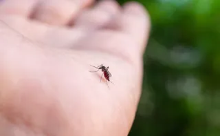 Imagem ilustrativa da imagem Em experimento, mosquitos Aedes aegypti aprendem a gostar de repelente