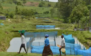 Imagem ilustrativa da imagem Estudo alerta para avanço de bactéria em criações de peixes