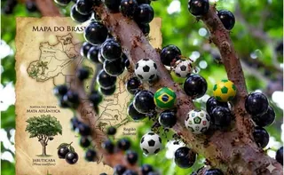 Imagem ilustrativa da imagem Existe jabuticaba do bem no Brasil