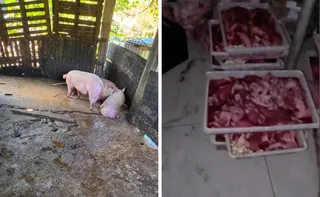 Imagem ilustrativa da imagem Meia tonelada de carne é apreendida em abatedouro clandestino em Cariacica