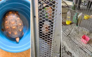 Imagem ilustrativa da imagem Mulher é detida suspeita de manter 13 animais silvestres em cativeiro em Vila Velha