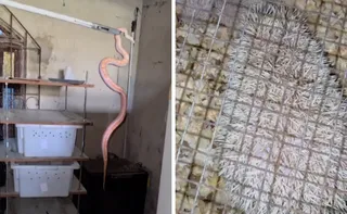 Imagem ilustrativa da imagem Operação apreende 20 animais exóticos mantidos em cativeiro em Vila Velha