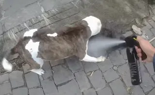 Imagem ilustrativa da imagem PM precisa usar spray de pimenta em pitbull durante ataque contra poodle