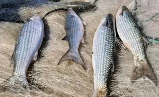 Imagem ilustrativa da imagem Pesca de tainha na modalidade arrasto de praia está suspensa