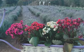 Imagem ilustrativa da imagem Roteiros de campos de flores nas montanhas do ES