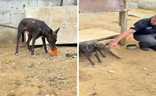 Imagem ilustrativa da imagem Vídeo de agressão a cão leva à prisão de homem de 73 anos em Cariacica