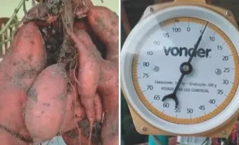 Imagem ilustrativa da imagem Batata-doce de mais de 6 kg colhida no Estado