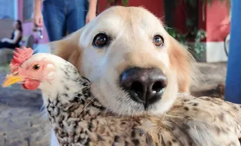 Imagem ilustrativa da imagem Golden retriever e galinha viram dupla inseparável em Castelo e encantam a web