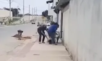Imagem ilustrativa da imagem VÍDEO | Criança de oito anos é atacada por pitbulls após tentar salvar coelho