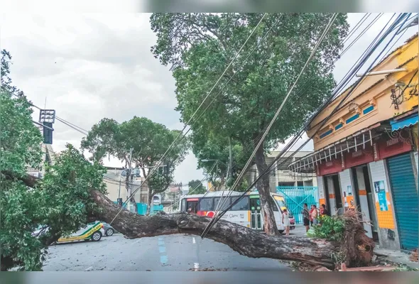 Árvore caída no centro do Rio de Janeiro no fim da tarde de ontem, durante vendaval que atingiu a cidade