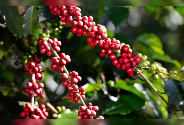 Imagem ilustrativa da imagem 3 Origens cafeeiras e um destino