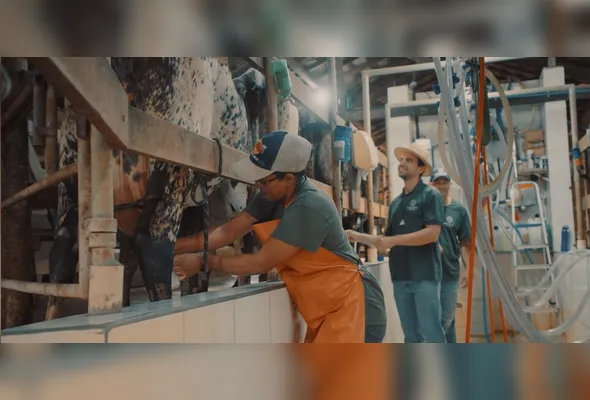 Ordenha mecanizada alia tecnologia, cuidado e qualidade na produção de leite na cooperativa Selita